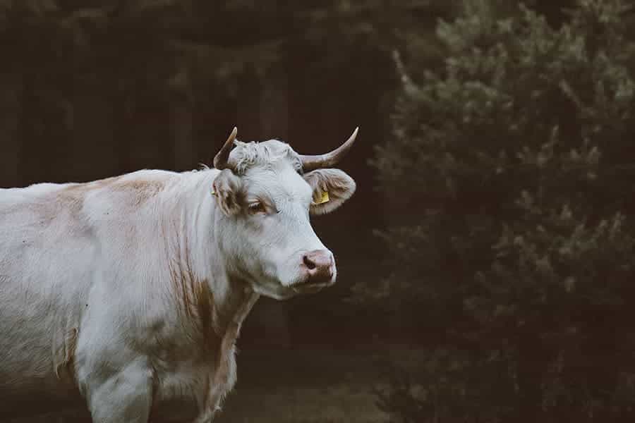 Taurus Zodiac Sign Correspondences - Taurus Personality, Taurus Symbol, Taurus Mythology and Taurus Meaning