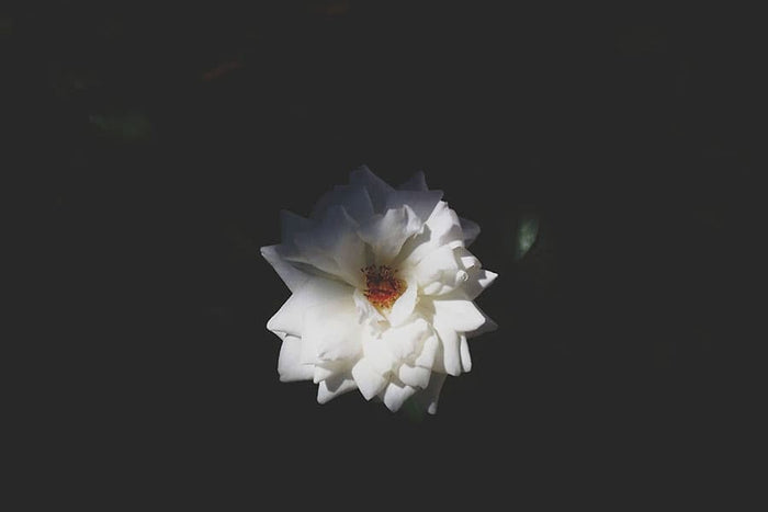 Virgo Zodiac Sign Correspondences - Virgo Personality, Virgo Symbol, Virgo Mythology and Virgo Meaning